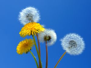 flowers pollen