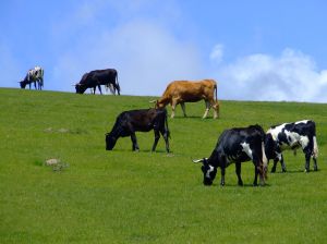grass_fed_cows
